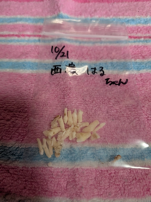 一昨日分の報告~