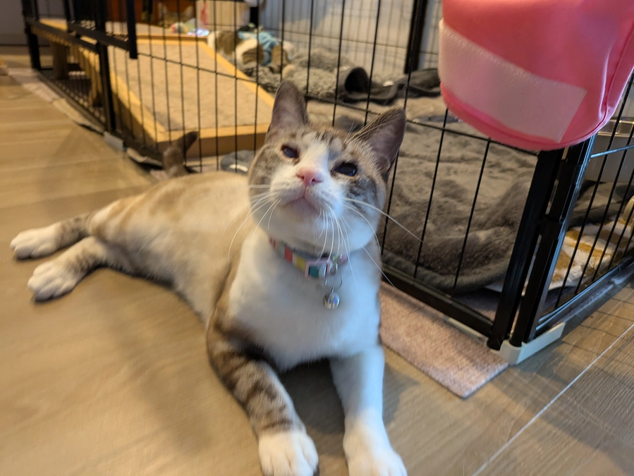 ［あおいちゃん］ずっとのおうち決定しました