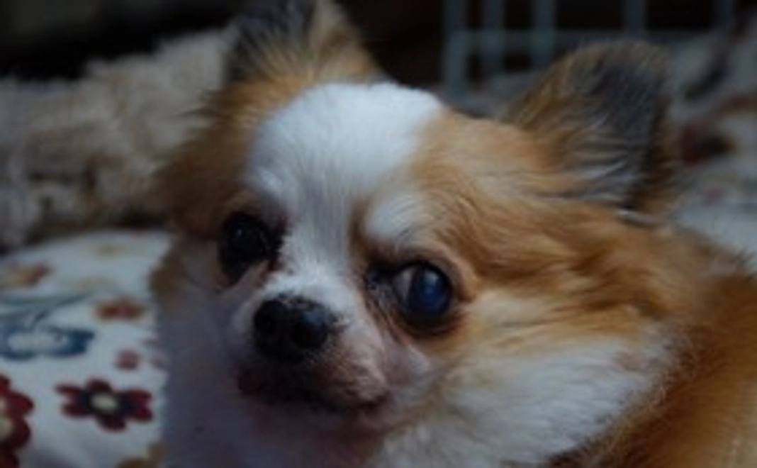 カール応援団その１