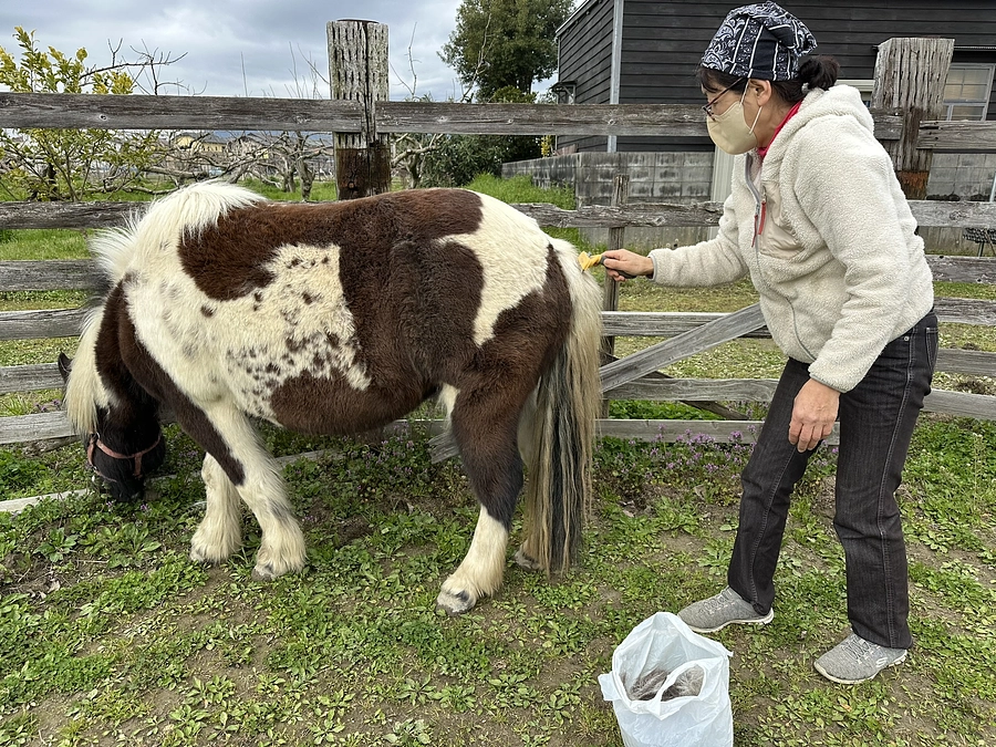北海道に行く気満々のヒヒーンズ！