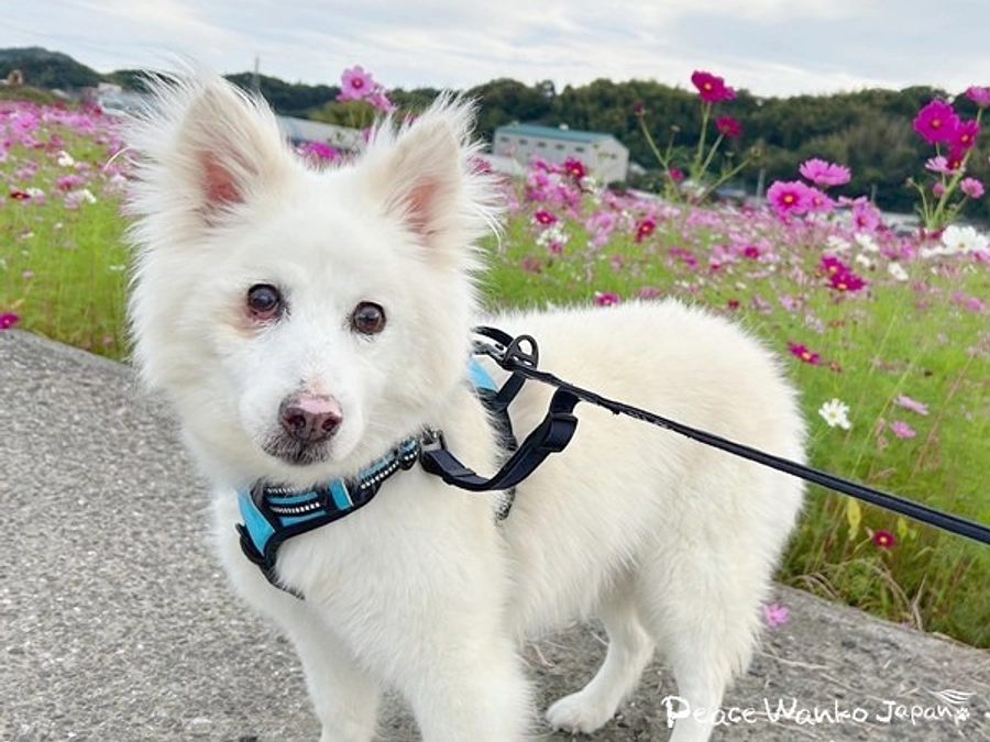 絶望から希望へ。「アビゲイル」の奇跡