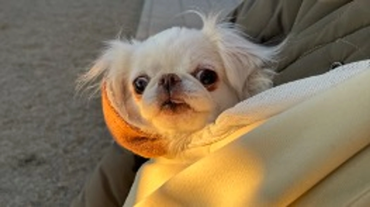 リターンを送らせていただきました🐶❣️