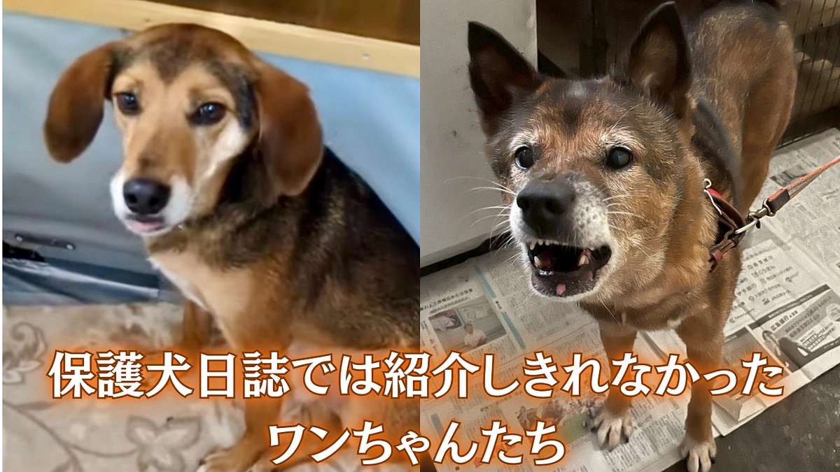 保護犬日誌では紹介しきれなかったワンちゃんたち🌸