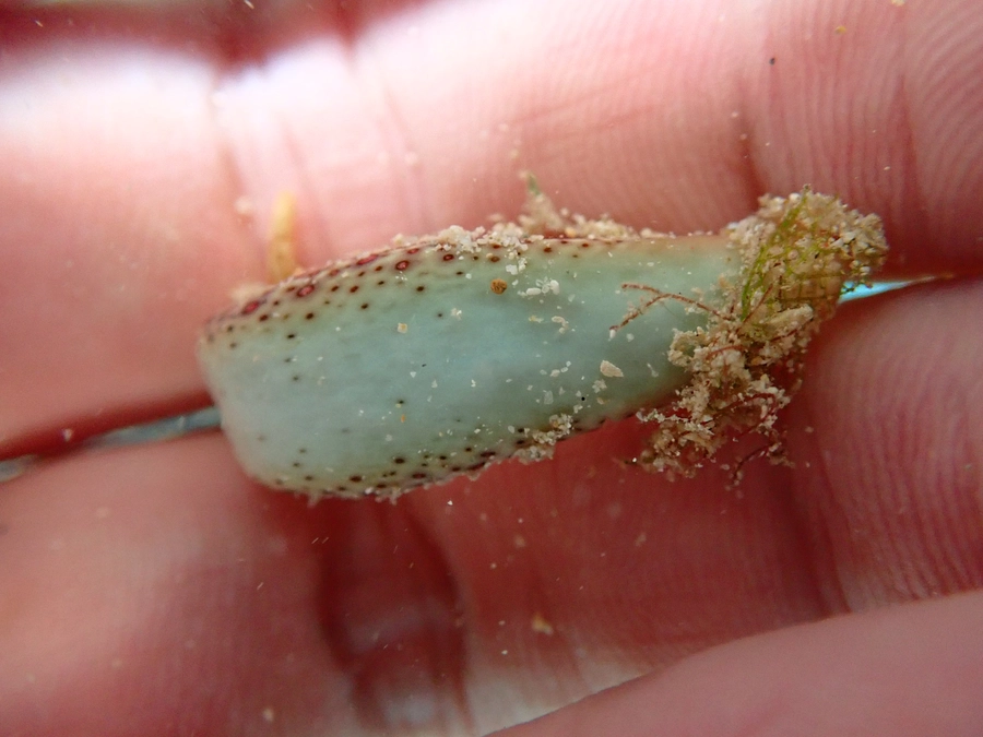 「ウミウシ神経衰弱」で遊ぶ研究者たち