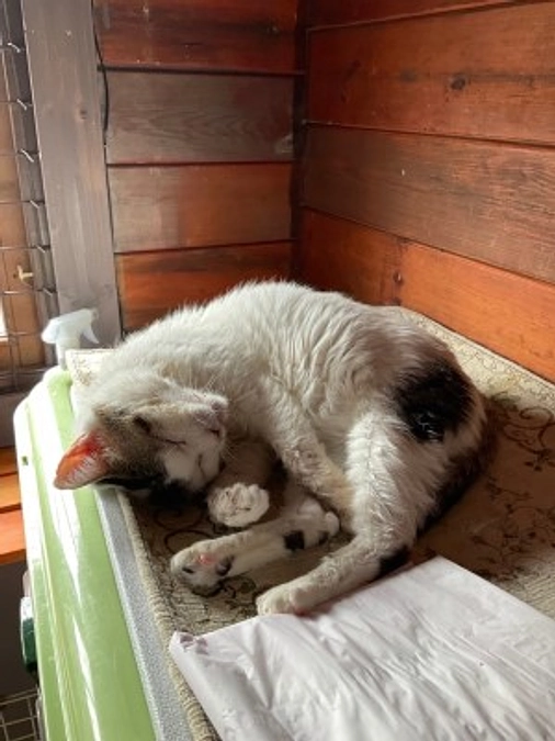 【保護猫エピソード】疥癬野良猫だったマーチくん　｜　チャビ