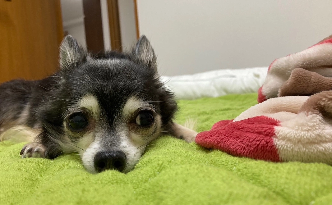 ご支援ありがとうございます1