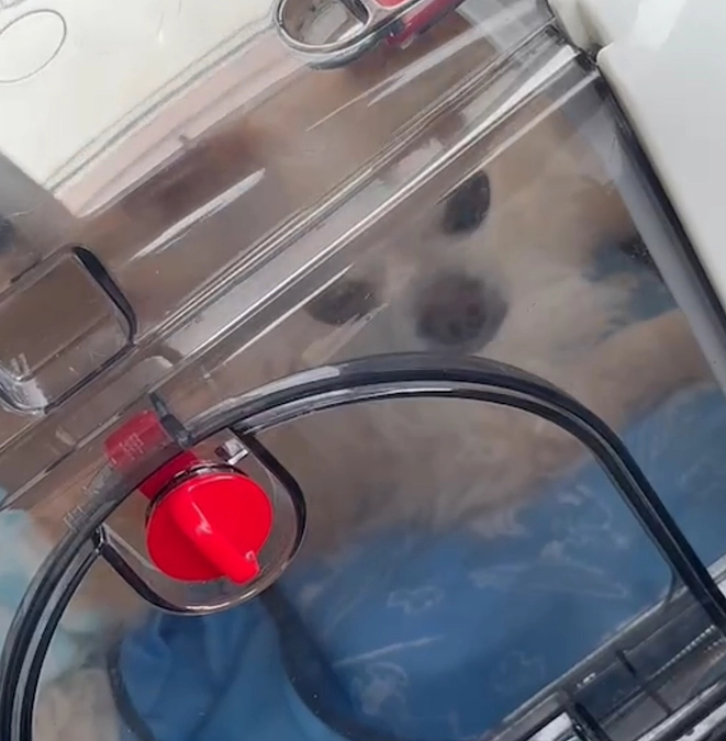 病院に預けてきました…💦