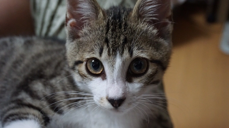 人と動物の共生を目指して～吾輩は地域で生きる猫である～第４弾