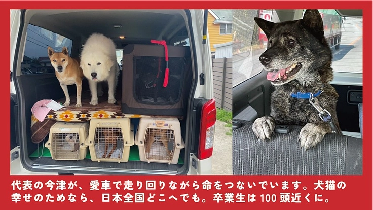 貰い手の少ない中・大型犬を救うために。活動継続と施設拡大にご支援を 4枚目