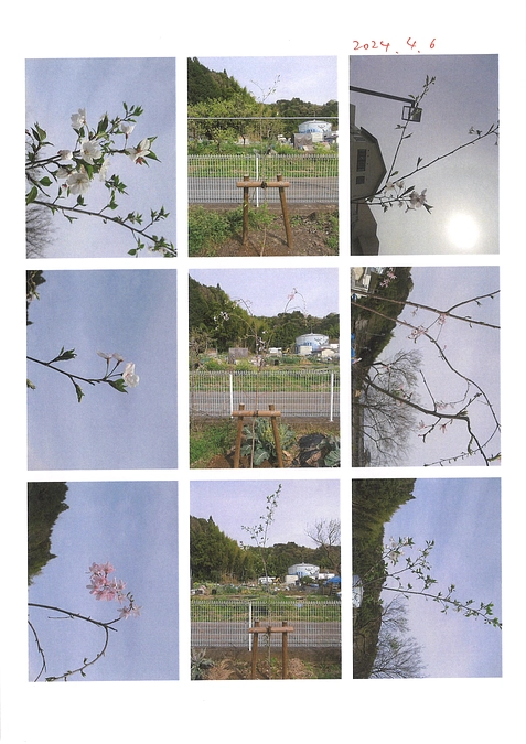 2024.4.6　桜観察