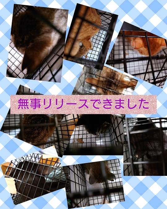 ご報告遅くなりました。TNRの子たち。。。