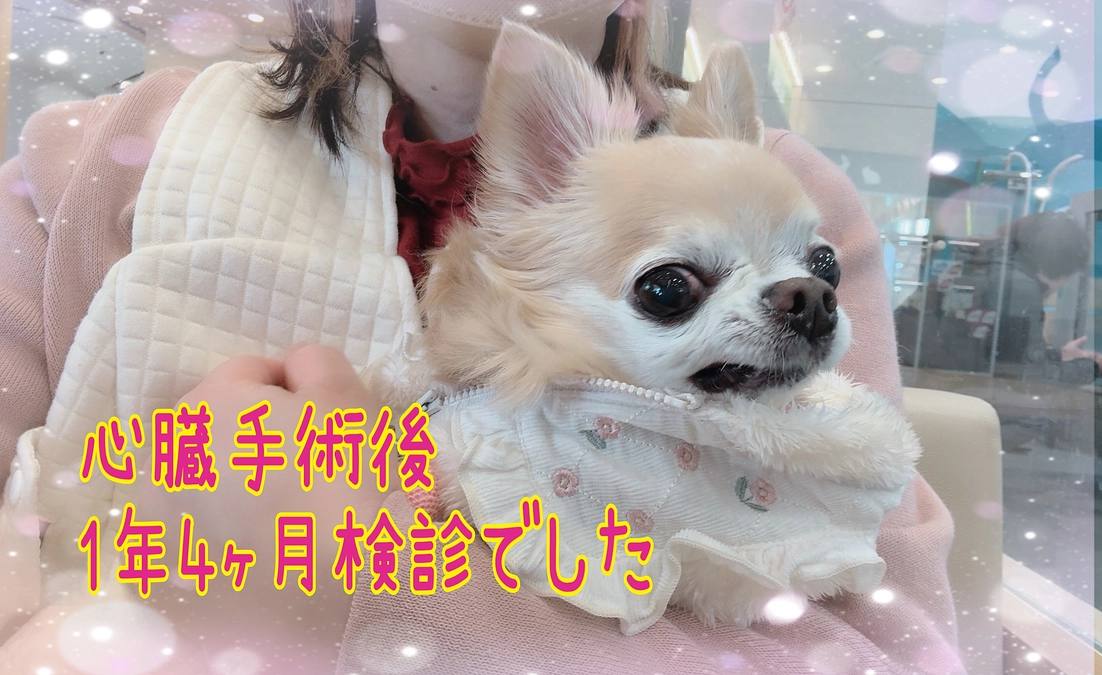 心臓手術後 1年4ヶ月検診でした