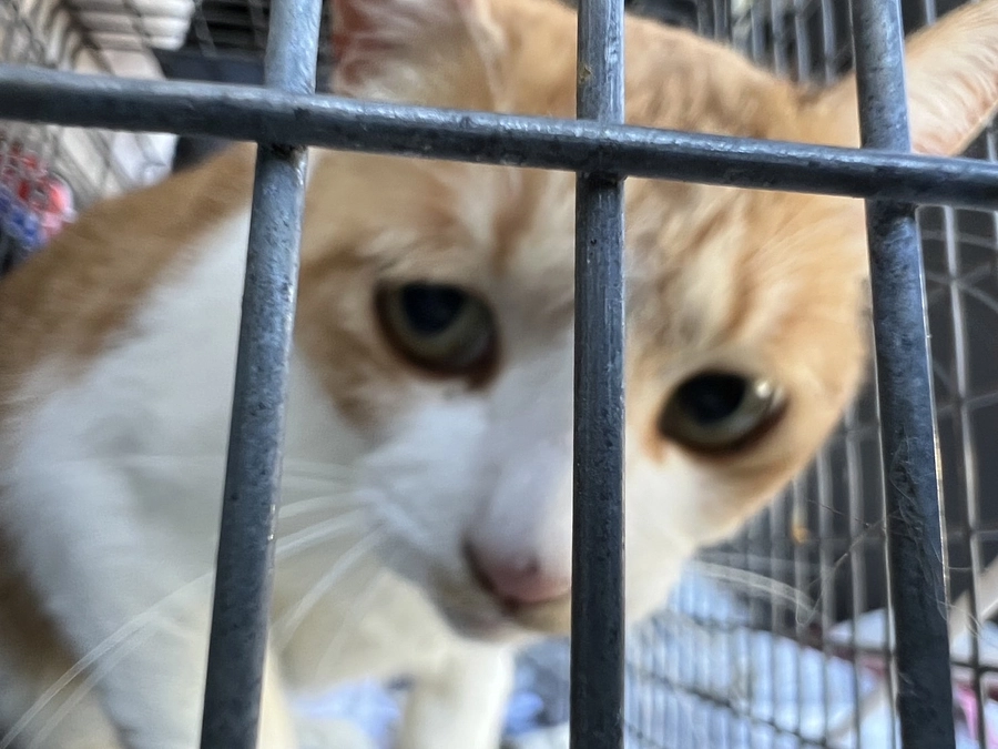 新シェルターへ移動予定の子たち紹介『きくすい、だいき、ばんない　後編』