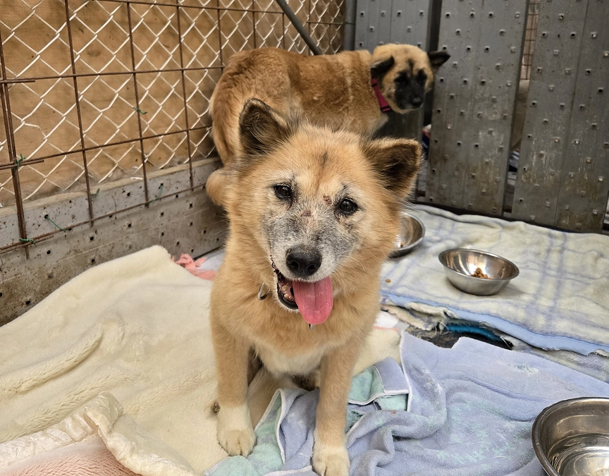 ただ野犬を減らすためだけの行政の野犬保護。殺処分対象となってしまう子たちのために私たちができること