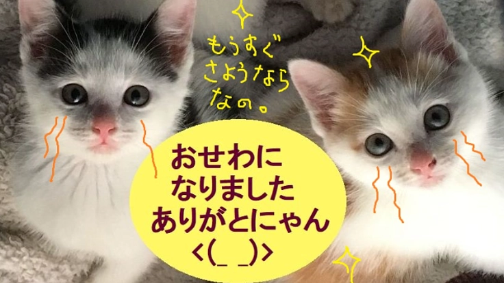 野良猫45匹の見守りパトロール。一緒に支えて下さいませんか?