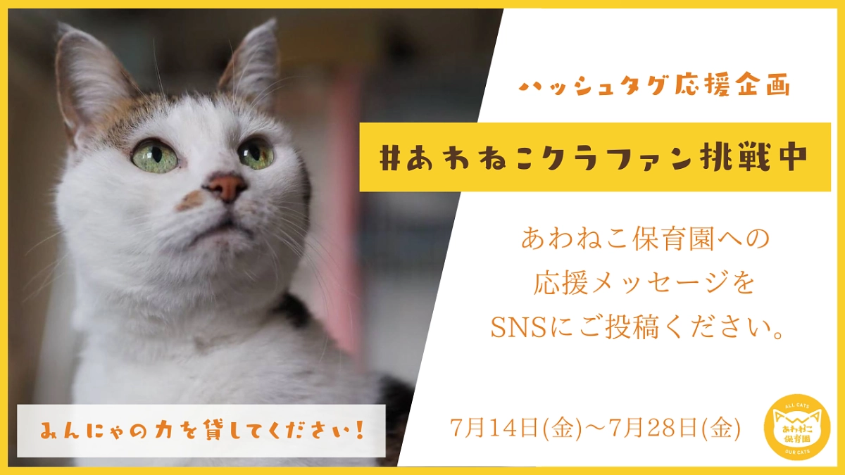 活動報告 阿波の猫の殺処分ゼロを目指して。念願の開放型