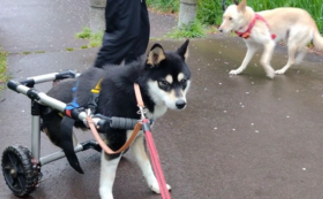 お気持ち支援｜5000円