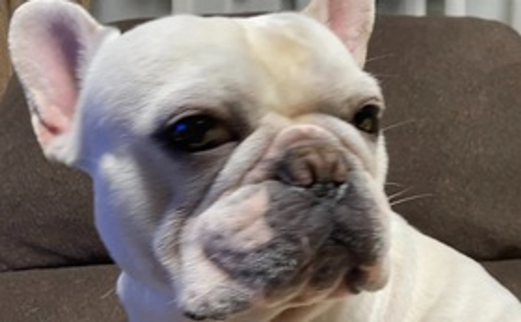 エルの応援隊①