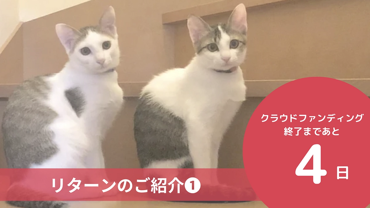 残り4日となりました。リターンのご紹介です！