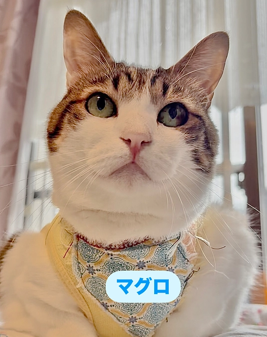 毎月のマンスリーサポーターのお願い🙇‍♀️