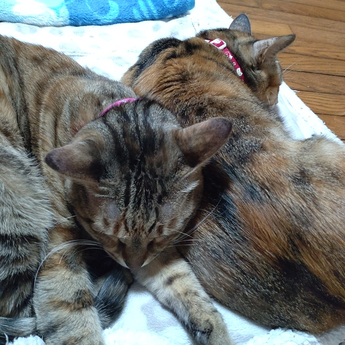 寒がり~しま　チコ　コンビ😸