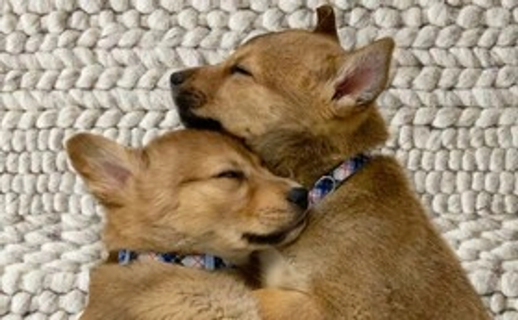 MikiJapanサポーター2000円コース