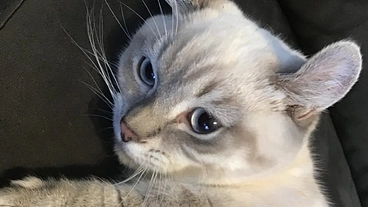 閉塞性肥大型心筋症を発症し肺水腫を繰り返すポチタを助けてください！ のトップ画像