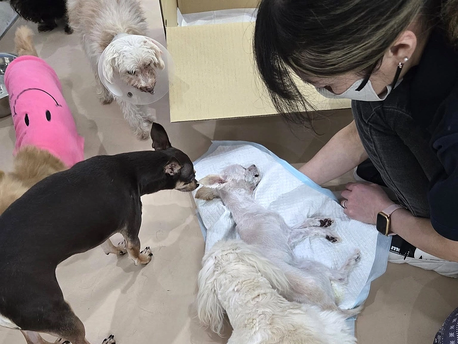 【やっと抱きしめることができました】譲渡できずに終生飼養だったミルとルルのお葬式…