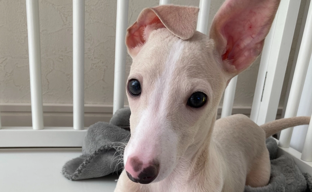 レオーネを未来を応援したい①