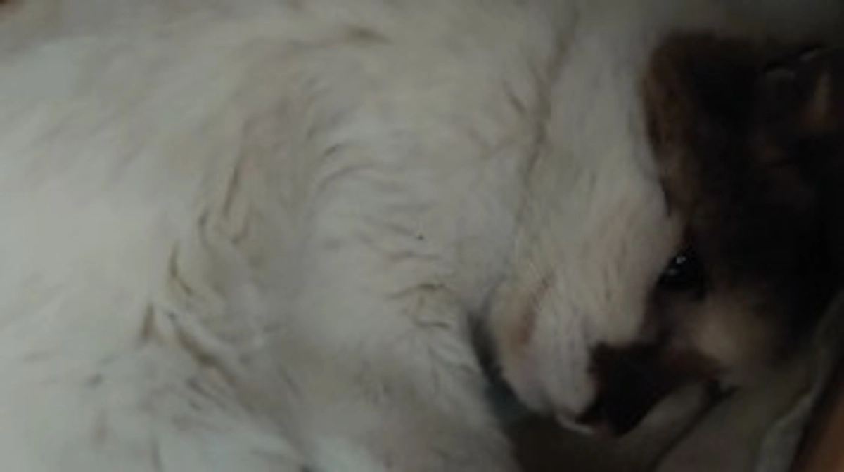 プロジェクトとツキちゃんの事です。