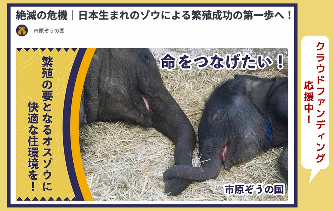 7/12まで！市原ぞうの国さん｜ゾウのお家を作るクラウドファンディング応援中！