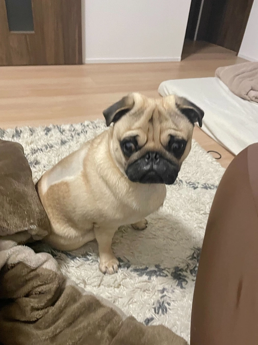 3月29日の茶々丸