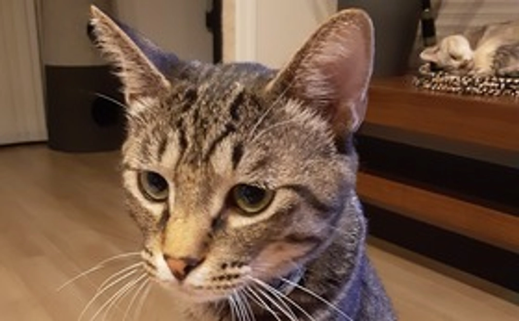 感謝のメールに保護猫の写真を送付いたします。