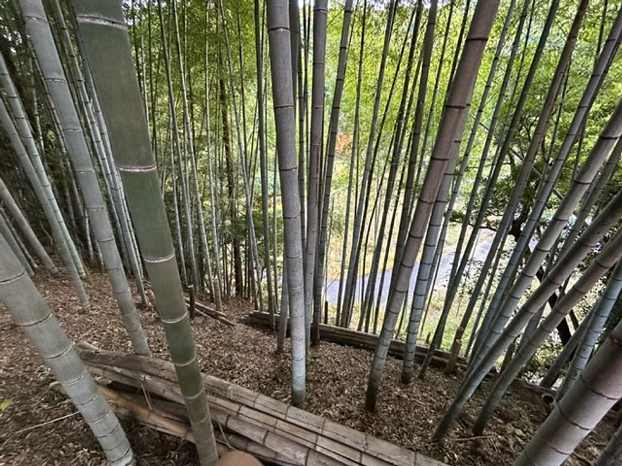 荒れた竹林が復活してきました！