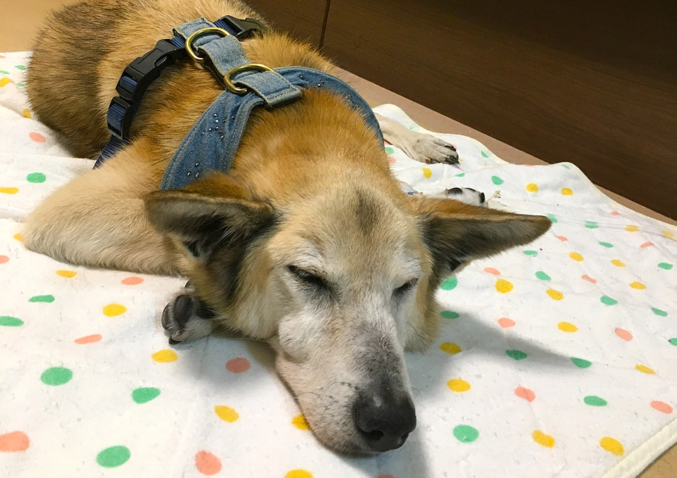 ゴールデンウイークなのに！　〜 チェリー闘病記録２ 〜