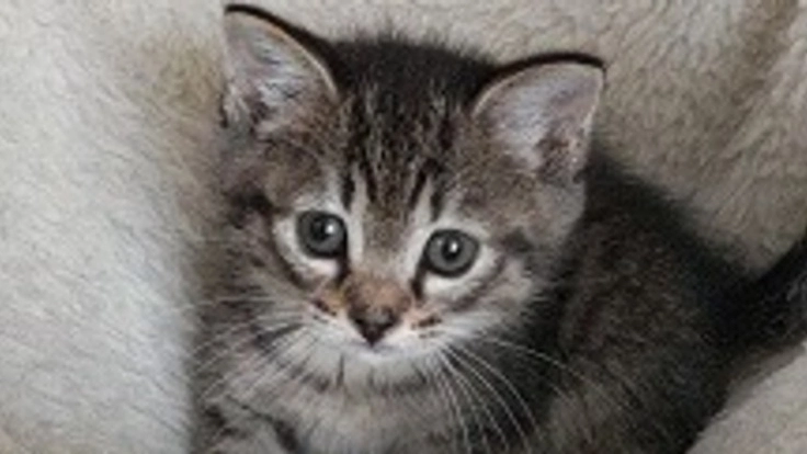 陽だまりサポーター募集 野良猫問題を解決し殺処分の子猫をなくしたい