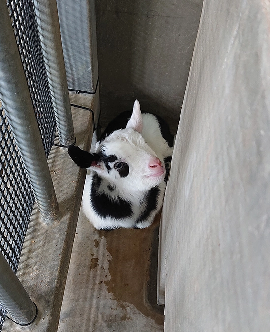 島ヤギがうまれました！