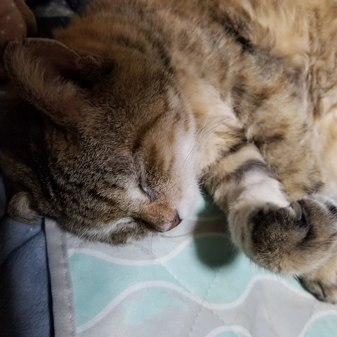 しゃーとチャー