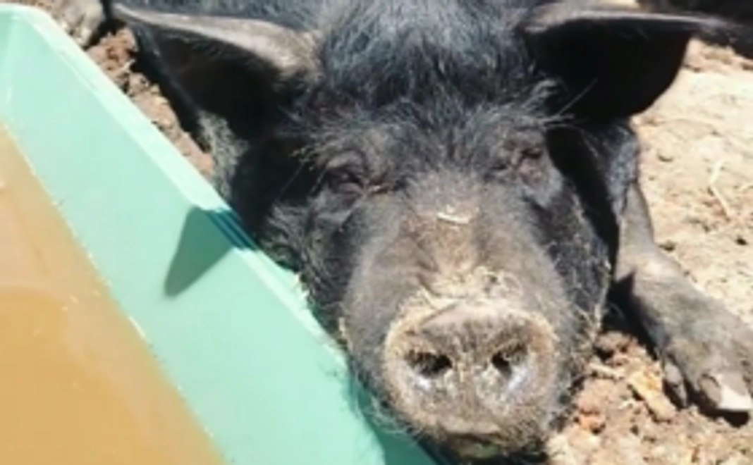 お気持ち　＄30