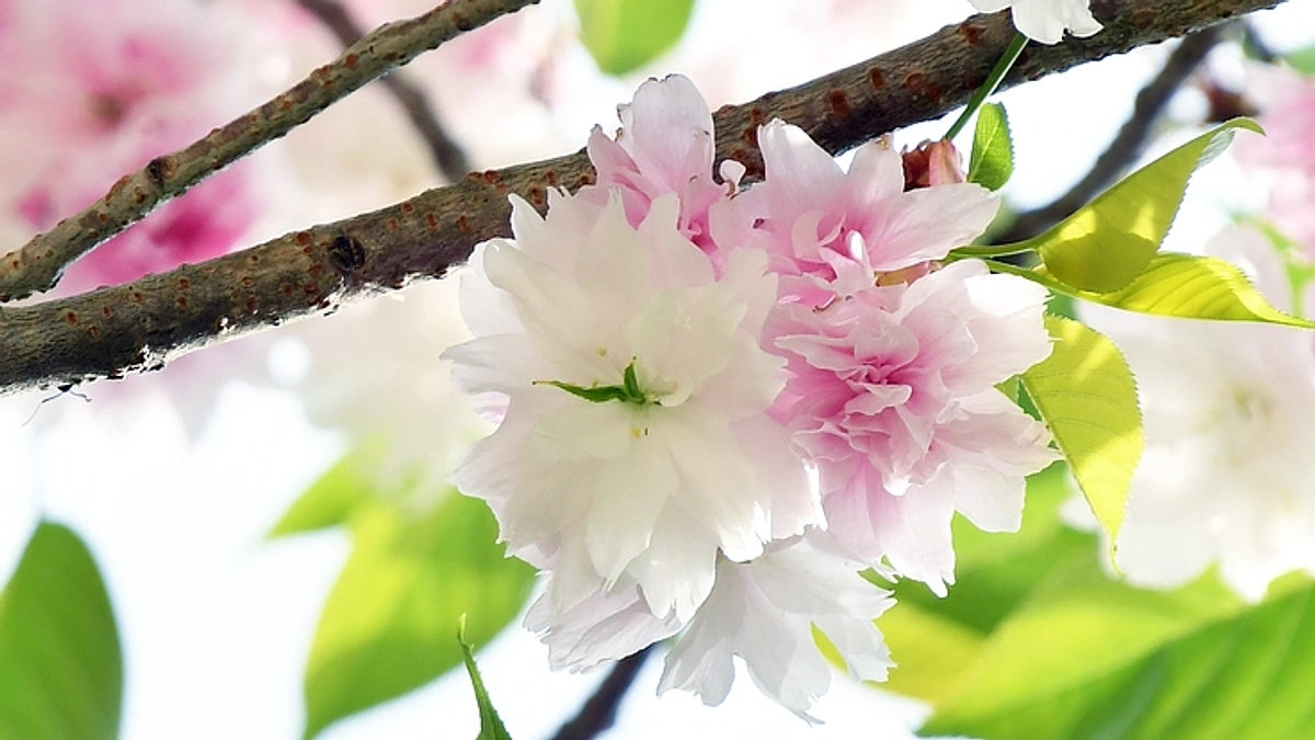 磐椅神社様のページにて紹介いただきました！