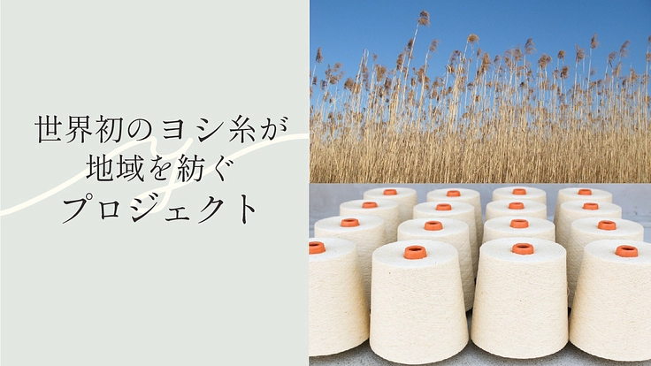 「世界初のヨシ糸が地域を紡ぐプロジェクト」が、淀川からスタート!