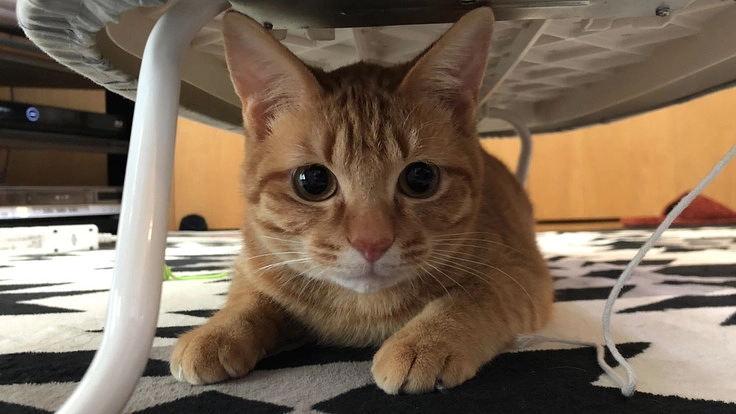 リンパ腫と闘う保護猫オリバーの治療のため助けてください！