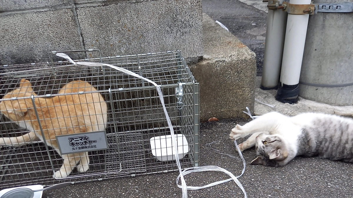 朋猫ハウスの現状　犬走数馬より