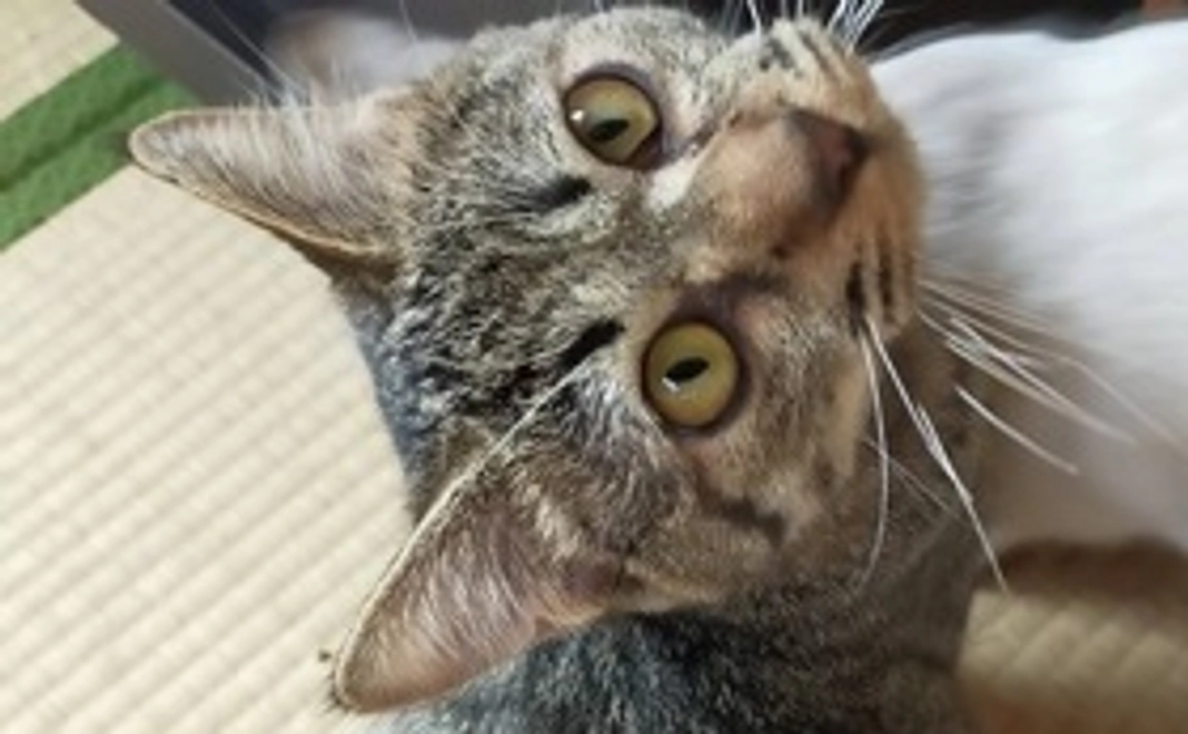 thanks mailと活動報告