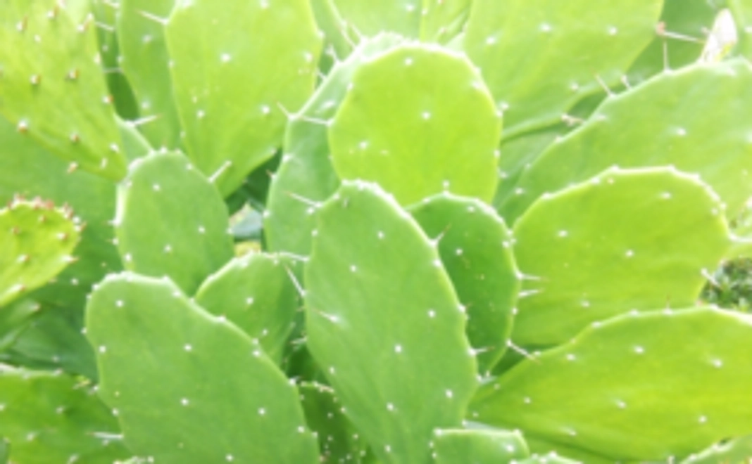 愛知の特産!サボテンの力で健康セット