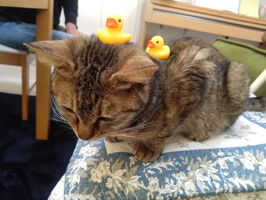 【家族になるまでの物語：５】～障害や病気を抱えるてんちゃん。てんちゃんらしく輝ける家族の元へ～