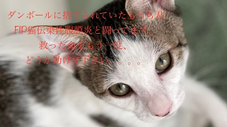 『FIP保護猫もっち君』に治療を!皆様、ご協力お願い致します。