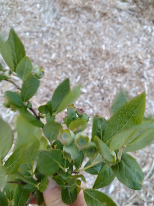 ブルーベリーを植えました！　～その７　だんだん大きくなる実～