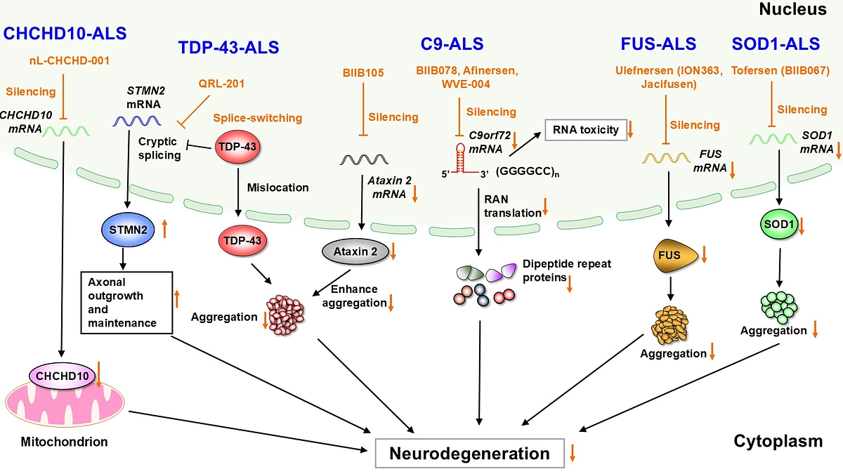 研究グループの新たな研究論文のお知らせ