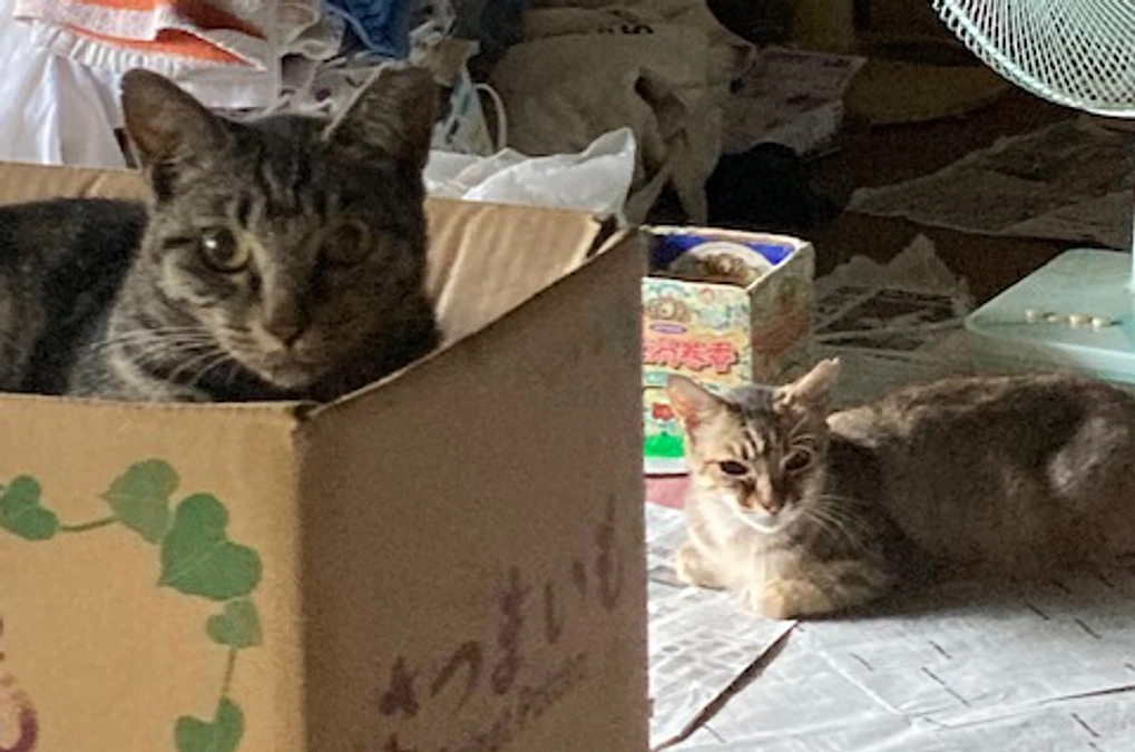 おばあさんを訪ねて